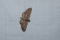 Gymnoscelis taprobanica