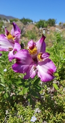 Alstroemeria philippii