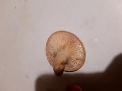Rhodocybe