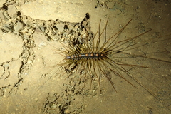 Scutigeridae