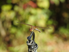 Sympetrum striolatum imitoides