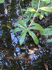 Quercus laurifolia