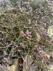 Limonium narbonense