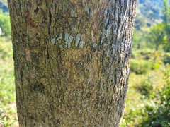 Parmentiera aculeata