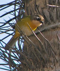 Chlorospingus flavopectus