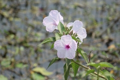 Ipomoea carnea fistulosa