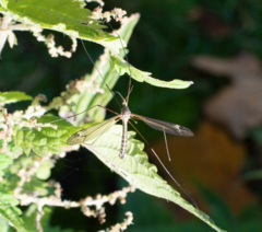 Tipula vernalis
