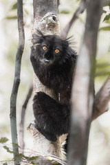 Eulemur macaco