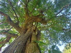 Parmentiera aculeata