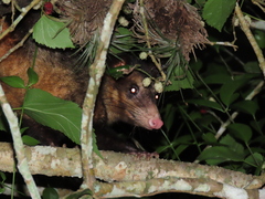 Didelphis aurita
