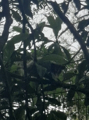 Didelphis aurita