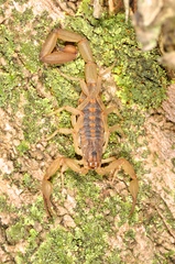 Centruroides limpidus