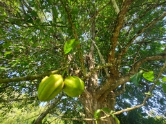 Parmentiera aculeata