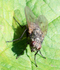 Helina evecta