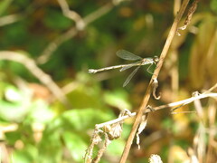 Chalcolestes parvidens