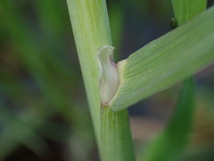 Alopecurus aequalis