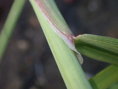 Alopecurus aequalis