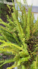 Nephrolepis exaltata