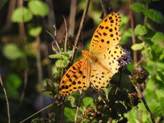 Argynnis hyperbius