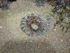 Actiniidae