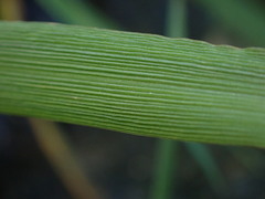 Alopecurus aequalis