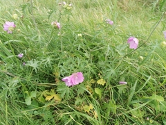 Malva alcea
