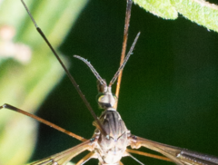 Tipula vernalis