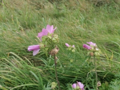 Malva alcea