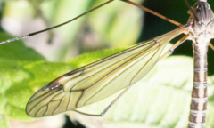Tipula vernalis
