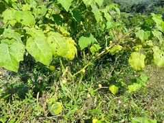 Solanum myriacanthum