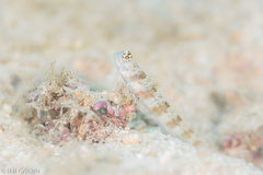 Amblyeleotris periophthalmus