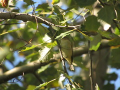 Phylloscopus collybita