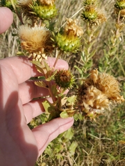 Grindelia squarrosa
