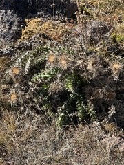 Cirsium ochrocentrum
