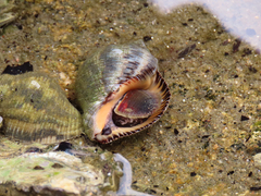 Stramonita brasiliensis