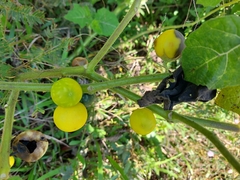 Solanum myriacanthum