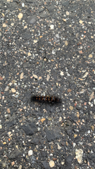 Acronicta auricoma