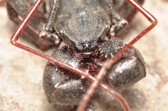 Mastigoproctus giganteus