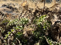 Cirsium ochrocentrum