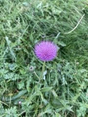 Cirsium canum