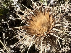 Cirsium ochrocentrum