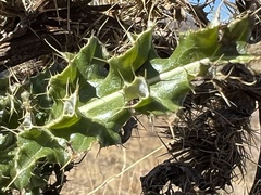 Cirsium ochrocentrum