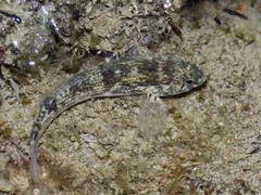 Bathygobius soporator