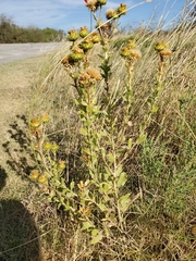 Grindelia squarrosa