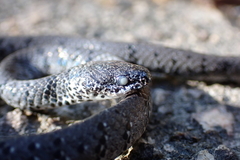 Pareas margaritophorus