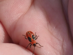 Lygaeus kalmii