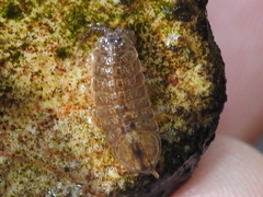 Lirceus