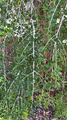 Ilex vomitoria