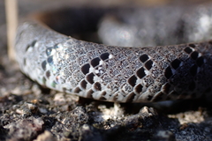 Pareas margaritophorus