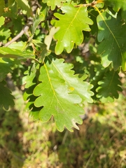 Quercus faginea